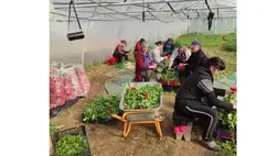 A primőrök termesztése mindig is jelentős kockázattal jár. Legyen bármennyire is felkészült a termelő, mindig előfordulnak előre nem látható események – hangsúlyozza Nagy Csaba