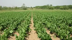 A torma termesztés szempontjából nagyon fontos, hogy jó minőségű és kellő mélyen megmunkált talajt készítsünk az ültetésre, ugyanis a talaj minősége befolyásolja az ízt és a piacosságot.