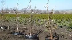 A telepítést e hónap végéig be kell fejezni, mert két-három hét múlva már beállhatnak a keményebb fagyok, amiből károk is lehetnek.