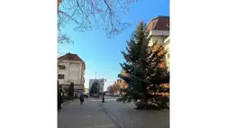 Megérkezett Beregszász karácsonyfája