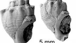 Különleges fogazatú krokodilok és dinoszauruszok leleteire bukkantak