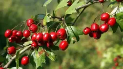 A legjobb növények magas vérnyomásra