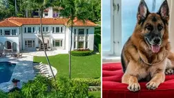 A világ leggazdagabb kutyája 10 milliárd forintért árulja a kúriáját