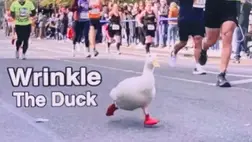 Világsztár lett a kacsa, mert futott a New York-i maratonon