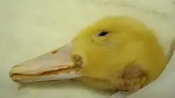 Széles körben való előfordulásuk miatt a mycotoxinok világszerte problémát jelentenek a haszonállattartók számára.