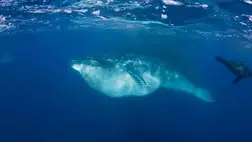 Kiderült: roppant falánkak a világtenger legnagyobb óriásai