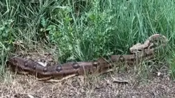 Daruval emelték ki az őserdőből a hatalmas kígyót (Video)