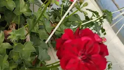 Szezonzáró-tavaszváró, avagy díszkertészek őszi tevékenységei