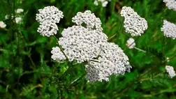 4 meddőség elleni gyógynövény