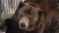 Besétált a kaliforniai üzletbe egy medve, majd elkezdte használni a kézfertőtlenítőt