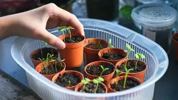 Ezeket a gyógynövényeket növeszthetjük lakásban