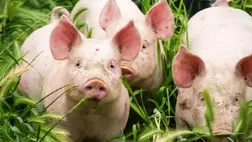 Afrikai sertéspestist fedeztek fel Bukovinán