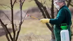Amit az őszi-tavaszi famosatásról (lemosó permetezésről) tudni kell