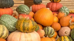 Őszi munka a tökfélék – tök, cukkini, sütőtök, csillagtök, uborkák – betakarítása és fagymentes helyen történő tárolása.