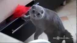 Tetten érik a macskát, amint a fiókból lop (Video)