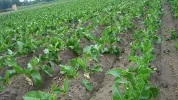 A tormát az ételek fűszerezésére a középkorban elsőként a magyarok és a lengyelek kezdték el használni, ezért többen a mai napig ősmagyar zöldségnövényként tekintenek rá. 