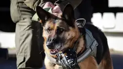 Pénzbírság jár a szájkosár nélkül sétáltatott kutyákért Ukrajnában