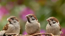 Felére csökkent a házi verebek populációja Európában az utóbbi 40 évben