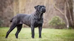 Ukrajnában jóváhagyták a veszélyes kutyafajták listáját