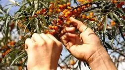 Nem esett még szó a homoktövis gondozásáról, betakarításáról, majd az azt követő tárolási és feldolgozási munkafolyamatokról. 