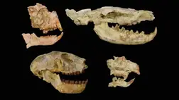 Korábban ismeretlen tömeges kihalási esemény történt Afrikában