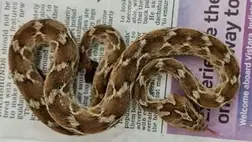 A világ legveszélyesebb kígyójára találtak rá egy csomagban Angliában