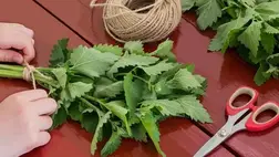 A citromfűtea hatásai