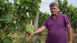 Nagy- és dédszüleink idején a szüret már szeptember első felében megtörtént. Ám most az egyre inkább érezhető éghajlatváltozás miatt ez is kitolódott.