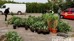 5 millió hrivnya értékű kenderültetvényt találtak Nagyszőlős közelében 