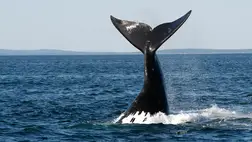 Végveszélybe került a legritkább tengeri emlős