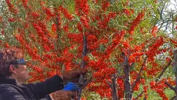 Mielőtt belevágnánk a homoktövis telepítésébe, szem előtt kell tartanunk a növény környezeti és egyéb igényeit, majd nem utolsó sorban figyelnünk kell arra, hogy egy szélbeporzású (kétlaki) hím- és nőivarú növényről van szó, amellyel a telepítés alkalmával mindenképpen számolnunk kell!