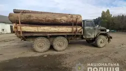 Újabb illegális fakitermelőt fogtak Kárpátalján