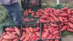 Mikor és hogyan takarítsuk be az édesburgonyát (batátát)?