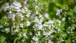 A kakukkfű ezért egészséges