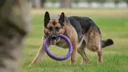 Különös dolog derült ki a kutyák intelligenciájáról