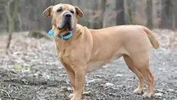 A kutyaagy jobban hasonlít az emberire, mint hinnénk