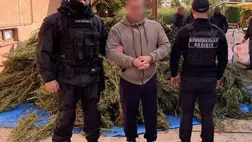 Csaknem 300 kg kendert foglaltak le Kárpátalján