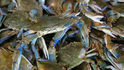 A környezetet akarták védeni vele, nem várt következménye lett