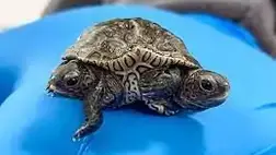 Két fejjel és hat lábbal született egy teknős