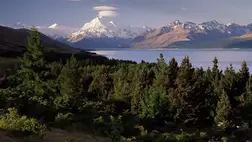 Meglepő, mik pusztítják az új-zélandi erdőket