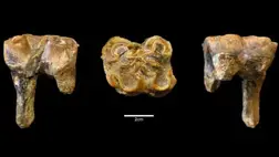 El tud képzelni egy 3200 kilogrammos, óriás vízilovat?