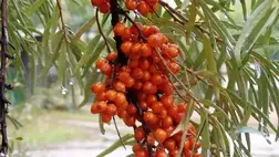 A homoktövis az ázsiai népek által jól ismert „gyógyító gyümölcsök királynőjének” nevezett növénye, amelyet „csodaszerként” ősidők óta jól ismernek és használnak. 