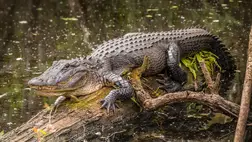 Emberevő aligátorra bukkantak Amerikában