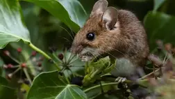 Alakváltással reagálnak a klímaváltozásra az állatok