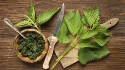 Csalán: a sokoldalú salakpucoló