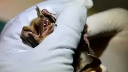 Veszettségben halt meg egy amerikai férfi, miután alvás közben megharapta egy denevér