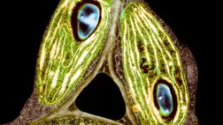 Úgy tűnik, a fotoszintézistől a navigációig, az élet lehet, hogy kihasználja a kvantumhatásokat