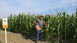 Fajtasor-bemutató Beregardó határában