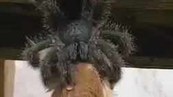 Majdnem sikítófrászt kapott a videós, amikor felpillantott a gerendára