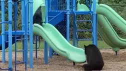 Csúszdázni tanította az anyamedve a bocsát (Video)